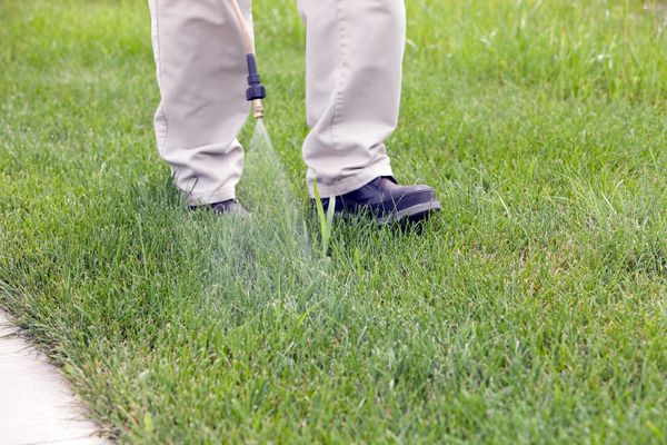 Bild der Füße von jemandem, der Krabbengras mit Unkrautmörder auf einen Rasen sprüht