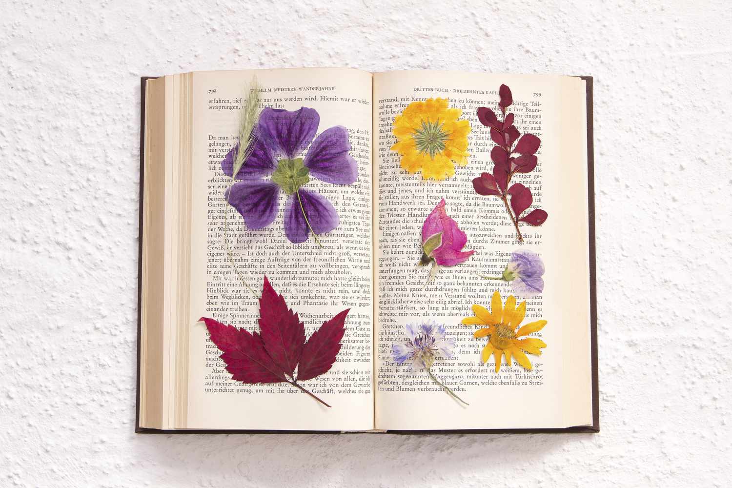 Gepresste Blumen, die in einem Buch getrocknet sind