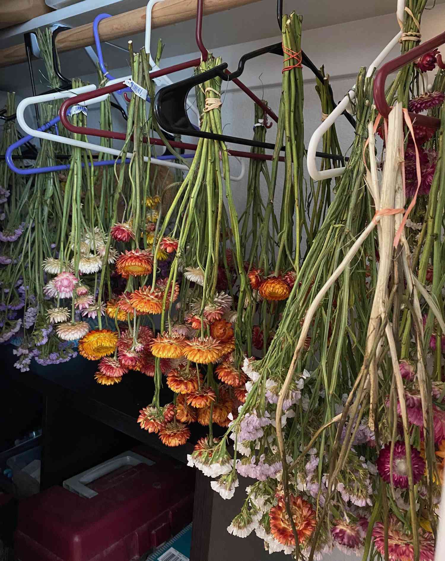 Blumen, die verkehrt herum von Kleiderbügeln zum Trocknen hängen