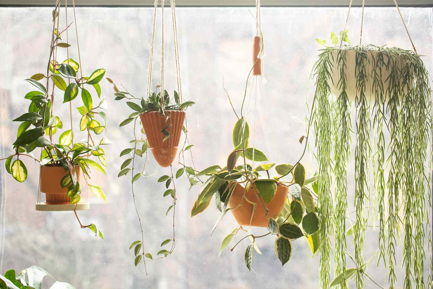 7 Dinge, die Sie bei der Dekoration mit Pflanzen niemals tun sollten, so Gärtner 4 Mehrere Hoya -Pflanzen mit langen Ranken, die an einem sonnigen Fenster hängen