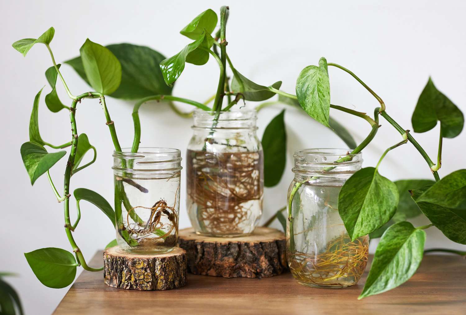 Pothos -Stecklinge Wurzeln in Wassergläser Wurzeln