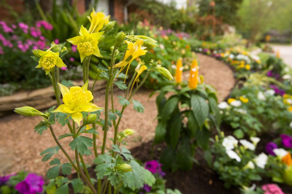 Gelb Columbine