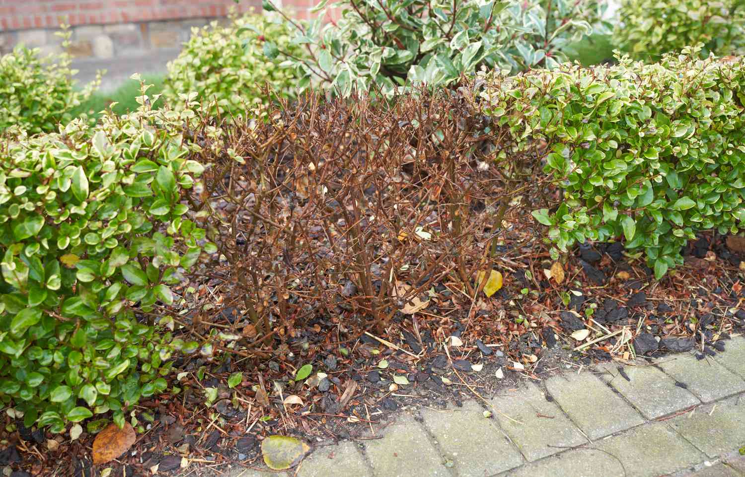 Sterbende Hecke