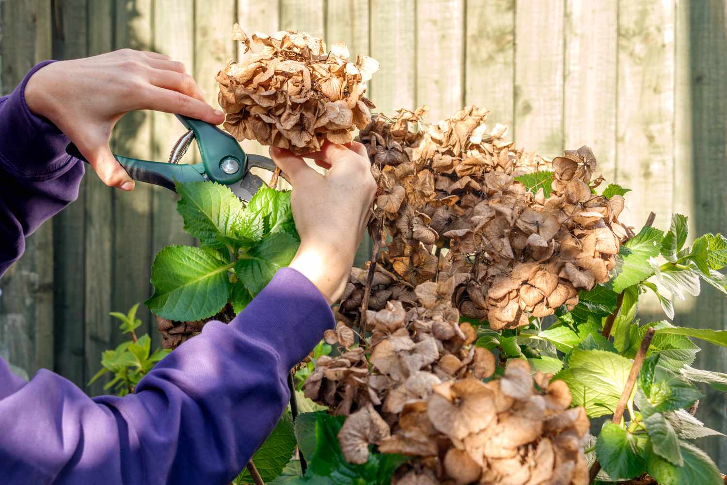5 Common Front Yard Eyesores 8 dead hydrangeas in front yard