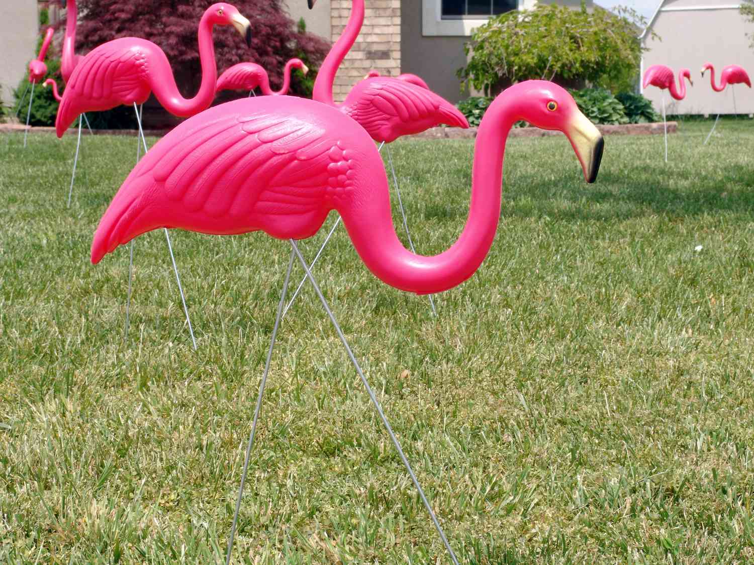 Flamingos im Hof