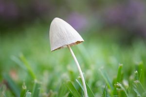 Weißer, Regenschirm wie Pilz im Gras.