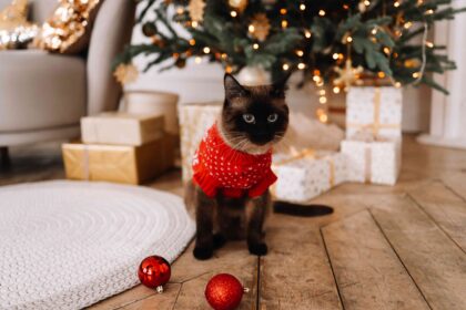 1754641648 Meine Katze ruiniert immer meinen Weihnachtsbaum aber ich fand das
