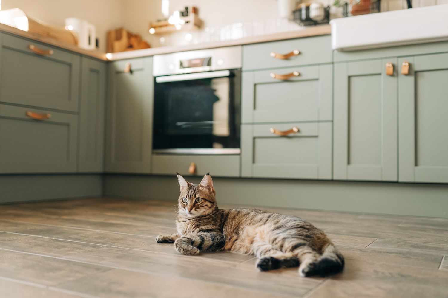 Eine schöne Hauskatze ruht in einem hellblauen Raum, eine graue Kurzkatze mit gelben Augen, die in die Kamera schauen